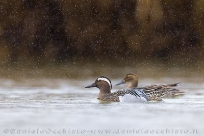 Garganey (Spatula querquedula)
