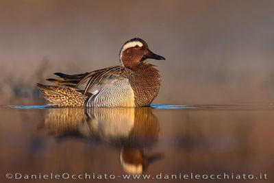Garganey (Spatula querquedula)