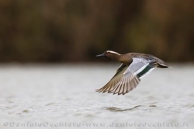 Garganey (Spatula querquedula)