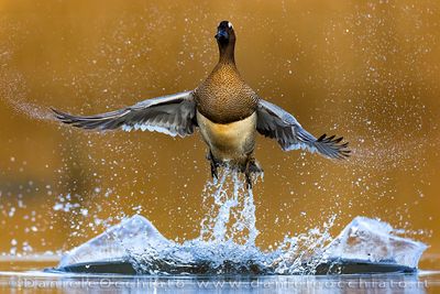 Garganey (Spatula querquedula)