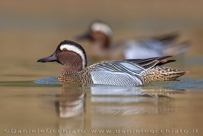 Garganey (Spatula querquedula)