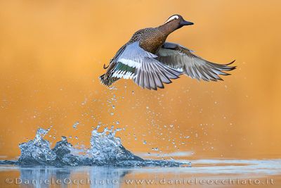 Garganey (Spatula querquedula)