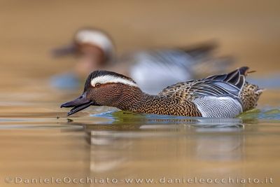 Garganey (Spatula querquedula)