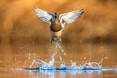 Garganey (Spatula querquedula)