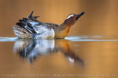 Garganey (Spatula querquedula)