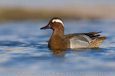 Garganey (Spatula querquedula)