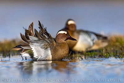 Garganey (Spatula querquedula)