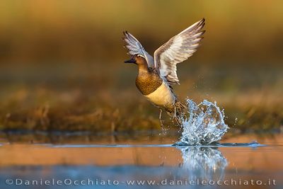 Garganey (Marzaiola)