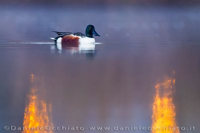 Northern Shoveler (Spatula clypeata)