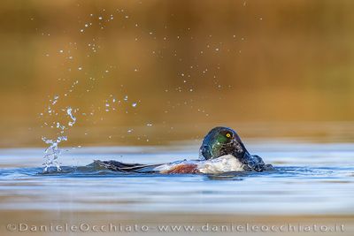 Northern Shoveler (Spatula clypeata)