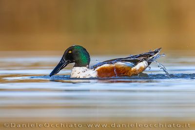Northern Shoveler (Spatula clypeata)