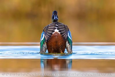Northern Shoveler (Spatula clypeata)
