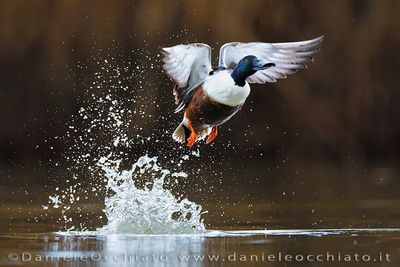 Northern Shoveler (Spatula clypeata)
