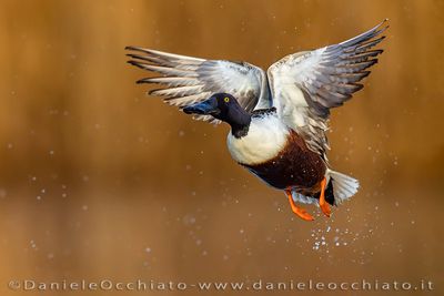 Northern Shoveler (Spatula clypeata)
