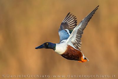 Northern Shoveler (Spatula clypeata)