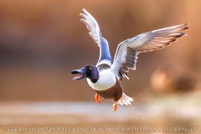 Northern Shoveler (Spatula clypeata)