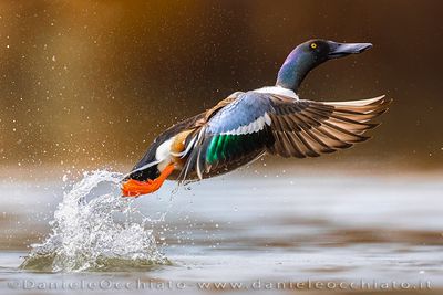 Northern Shoveler (Spatula clypeata)