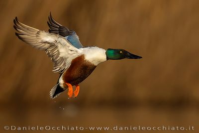 Northern Shoveler (Spatula clypeata)