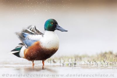Northern Shoveler (Spatula clypeata)