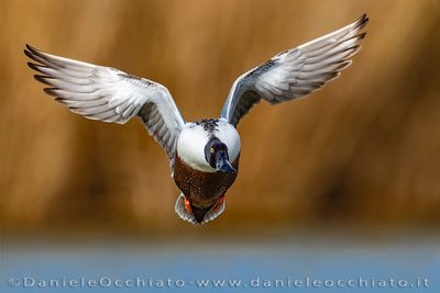 Northern Shoveler (Spatula clypeata)