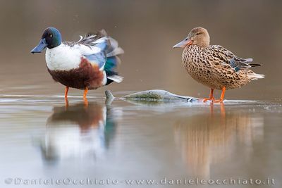 Northern Shoveler (Mestolone)