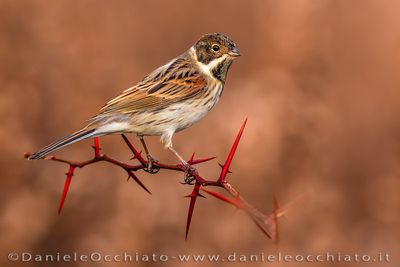 Migliarino di palude; Eurasian Reed Bunting; Emberiza schoeniclus