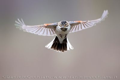 Eurasian Reed Bunting (Emberiza schoeniclus)