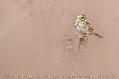 Eurasian Reed Bunting (Emberiza schoeniclus)