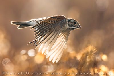 Migliarino di palude; Eurasian Reed Bunting; Emberiza schoeniclus