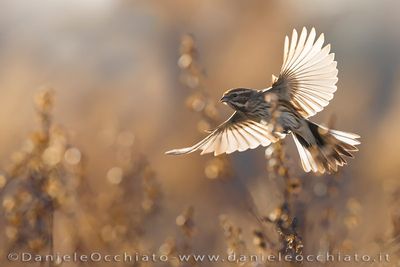 Migliarino di palude; Eurasian Reed Bunting; Emberiza schoeniclus