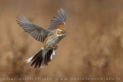 Eurasian Reed Bunting (Emberiza schoeniclus)