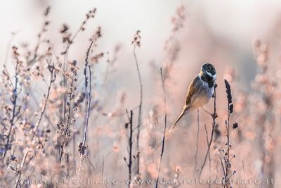 Migliarino di palude; Eurasian Reed Bunting; Emberiza schoeniclus