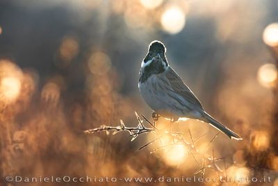 Migliarino di palude; Eurasian Reed Bunting; Emberiza schoeniclus
