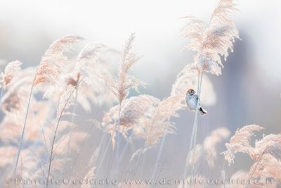 Eurasian Reed Bunting (Emberiza schoeniclus)