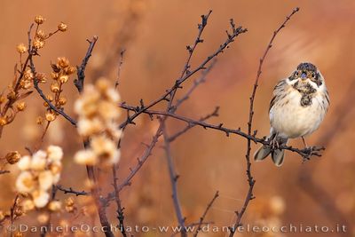 Migliarino di palude; Eurasian Reed Bunting; Emberiza schoeniclus