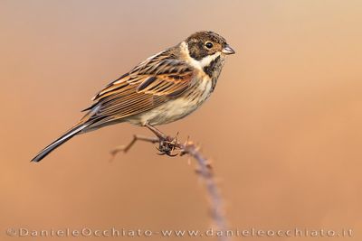 Migliarino di palude; Eurasian Reed Bunting; Emberiza schoeniclus
