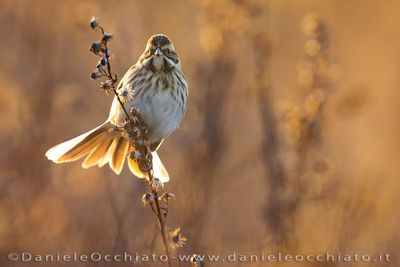 Migliarino di palude; Eurasian Reed Bunting; Emberiza schoeniclus