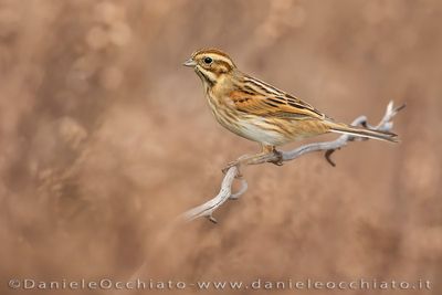 Migliarino di palude; Eurasian Reed Bunting; Emberiza schoeniclus