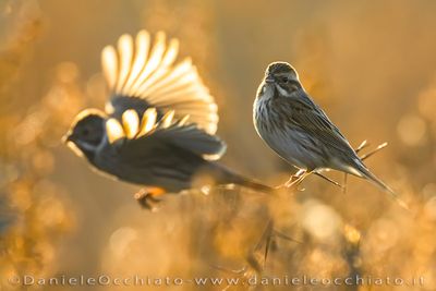 Migliarino di palude; Eurasian Reed Bunting; Emberiza schoeniclus