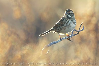 Migliarino di palude; Eurasian Reed Bunting; Emberiza schoeniclus