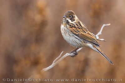 Migliarino di palude; Eurasian Reed Bunting; Emberiza schoeniclus