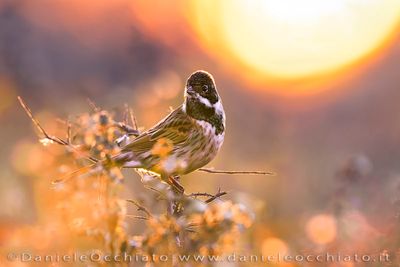 Migliarino di palude; Eurasian Reed Bunting; Emberiza schoeniclus