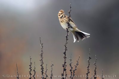 Migliarino di palude; Eurasian Reed Bunting; Emberiza schoeniclus