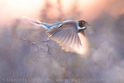 Migliarino di palude; Eurasian Reed Bunting; Emberiza schoeniclus