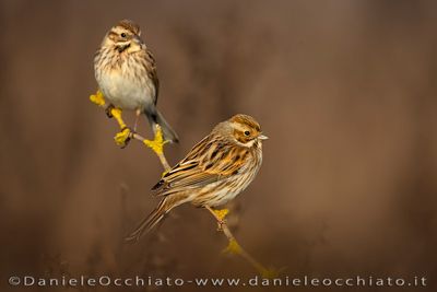 Reed Bunting (Migliarino di palude)