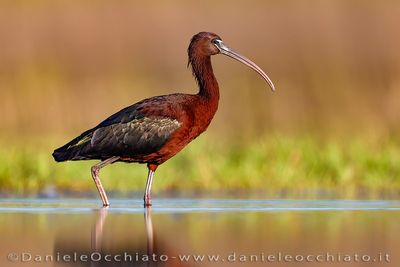 Glossy Ibis (Plegadis falcinellus)