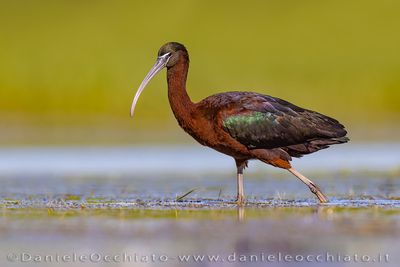 Glossy Ibis (Plegadis falcinellus)