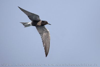 Eurasian Black Tern (Chlidonias niger)