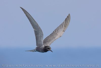 Eurasian Black Tern (Chlidonias niger)