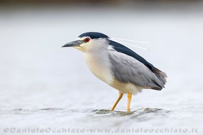 Night Heron (Nycticorax nycticorax)